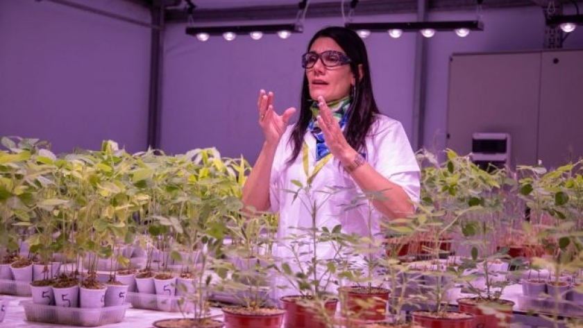 Transformando la inoculación de soja