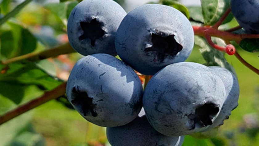 El negocio del Arándano un desafío constante