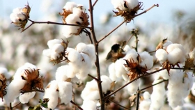 Cambio Rural: Preparando todo para un buen año algodonero