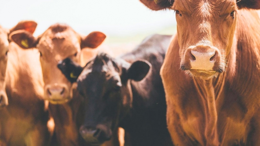 Ganado: una dieta a base de algas para reducir los gases