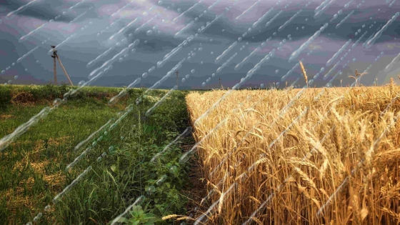 Lluvias que alivian: pronósticos prometedores para el campo