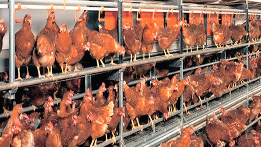 Científicos buscan transformar el guano en abono