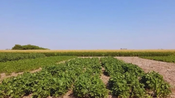 Argentina lidera un avance biotecnológico que mejora el rendimiento de la soja un 6%