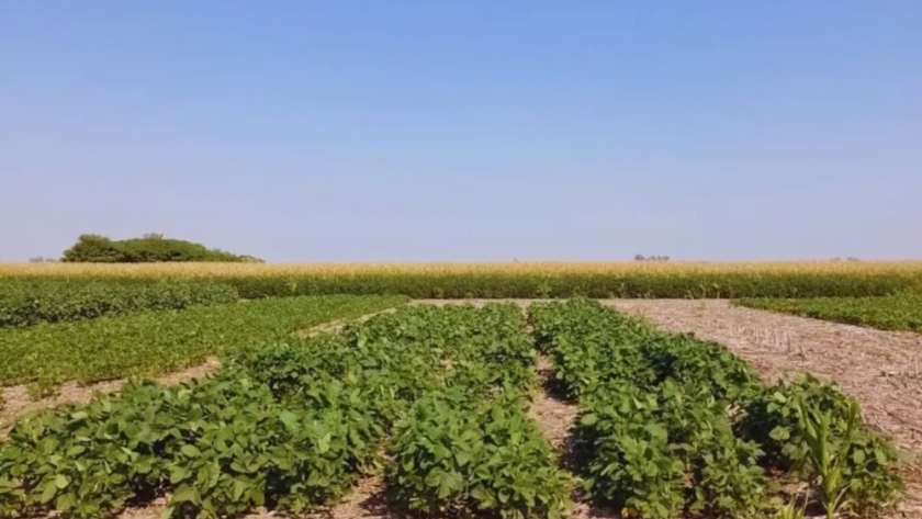 Argentina lidera un avance biotecnológico que mejora el rendimiento de la soja un 6%