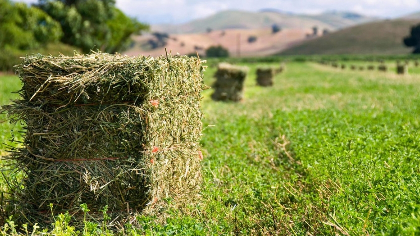 Puerto Buenos Aires exportó alfalfa santiagueña a Arabia Saudita