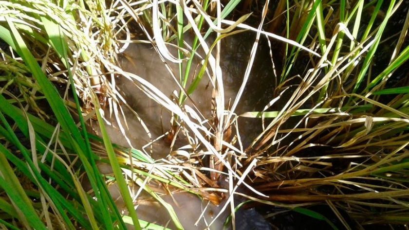 Cómo detener el avance del Entorchamiento del arroz