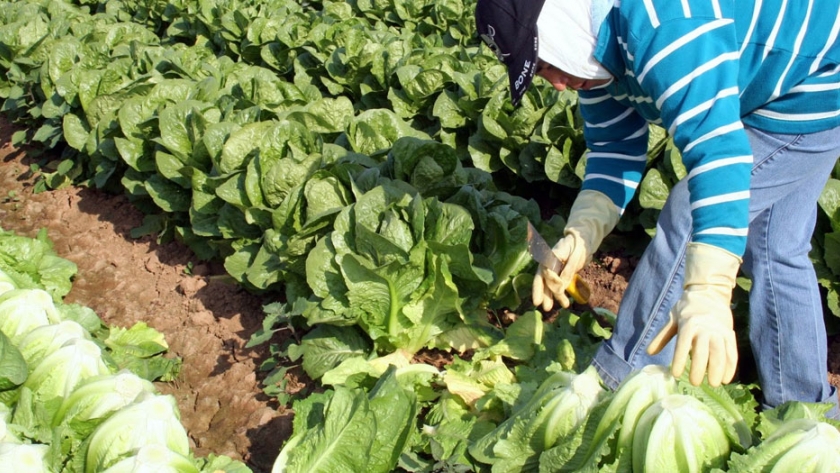 Argentina-España: claves para la producción periurbana hortícola en época de Covid