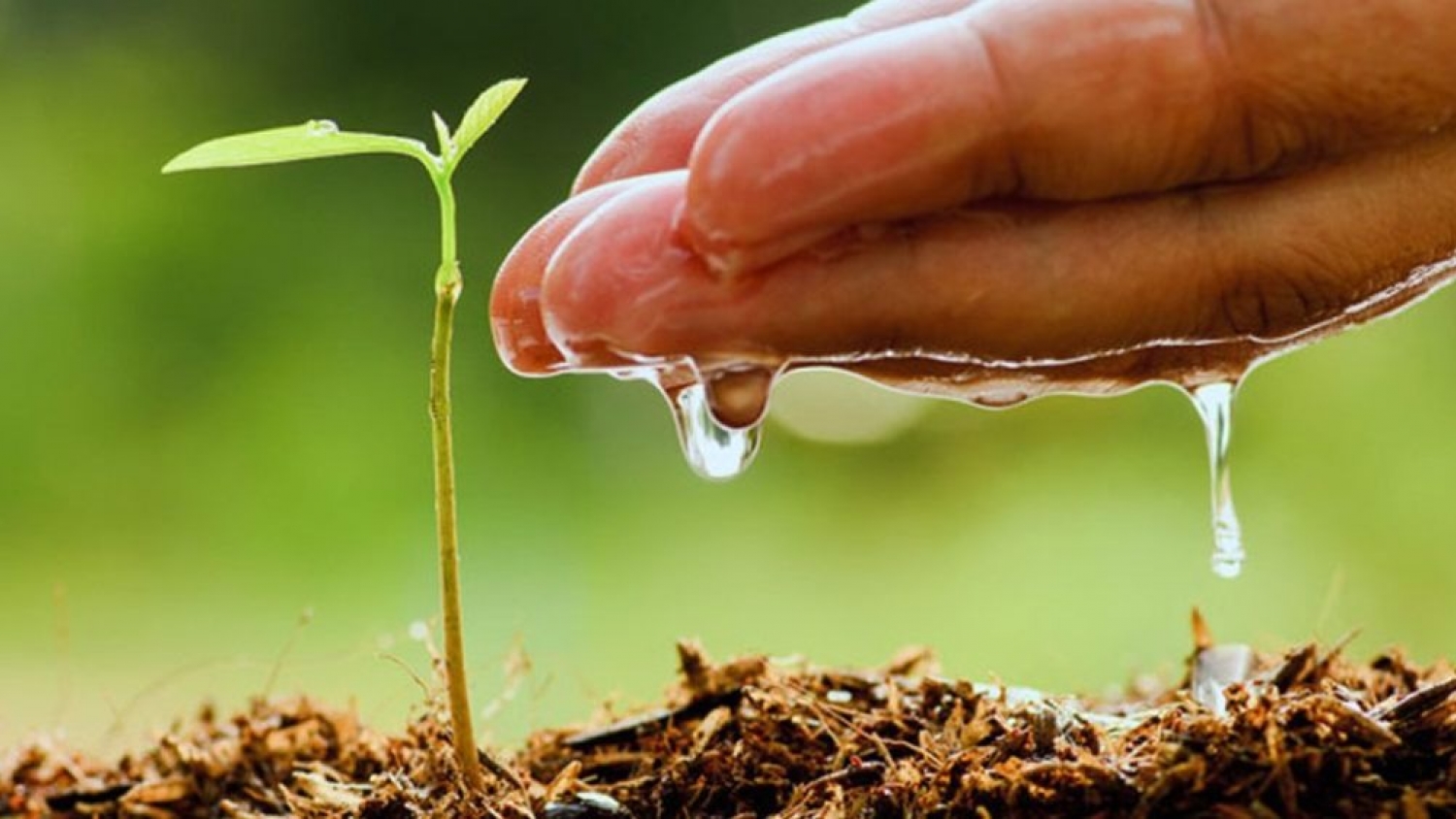 Día Mundial del Medio Ambiente: la tecnología se consolida como aliada de una producción más sustentable.