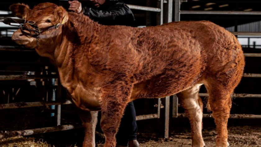 Una ternera Limousin rompió récord como la más cara en el mundo