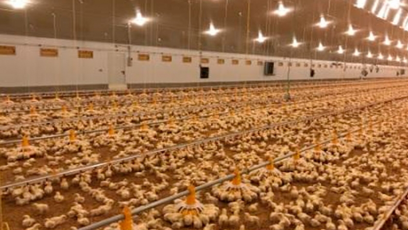 Growket, Symaga group, presenta sus dos nuevos platos para broiler 