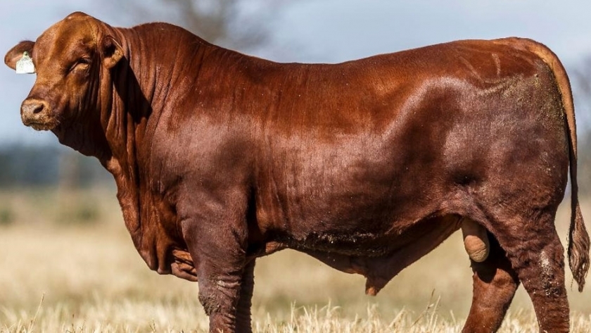 Un laboratorio argentino dice haber logrado bovinos con mejor carne y clones 