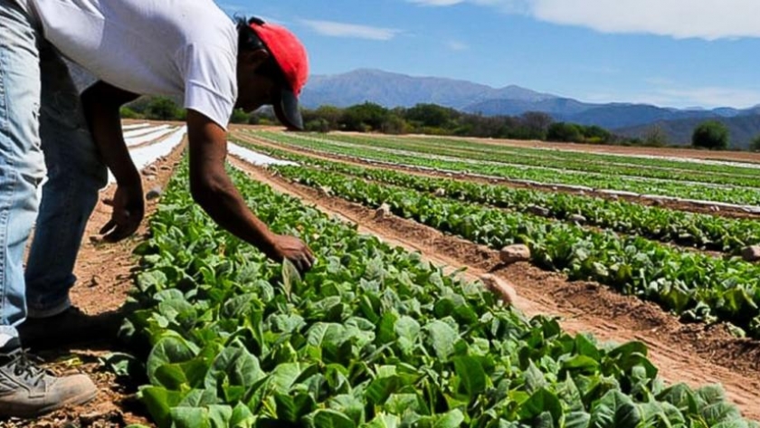 Productores recibirán $23 millones del Fondo Especial del Tabaco
