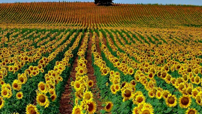 En Chaco presentaron el programa de seguro multirriesgo para el cultivo de girasol