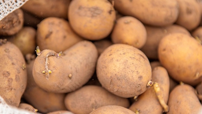 El INTA siembra las primeras papas que no se oxidan