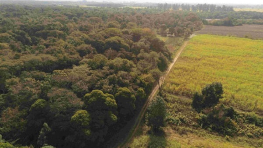 Protección de bosques: Producir conservando la naturaleza es posible