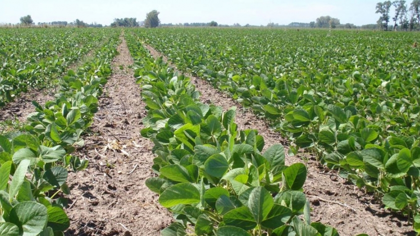 Cultivares de soja: potencial y estabilidad de rendimiento en Corrientes y Entre Ríos 