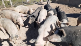 Córdoba: más de 150 cerdos serán enviados a faena en prevención de triquinosis