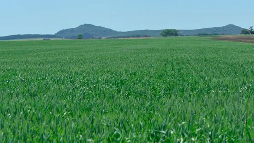 ¿Se viene el potasio? Uno de los temas clave de Fertilizar en el Congreso Aapresid 2020