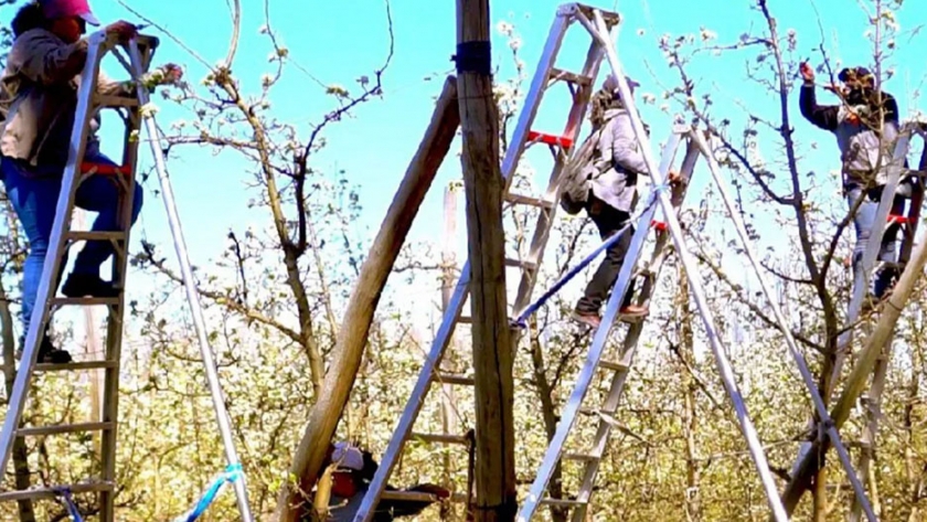 Fruticultura: lanza innovador plan para financiar la compra de escaleras de aluminio