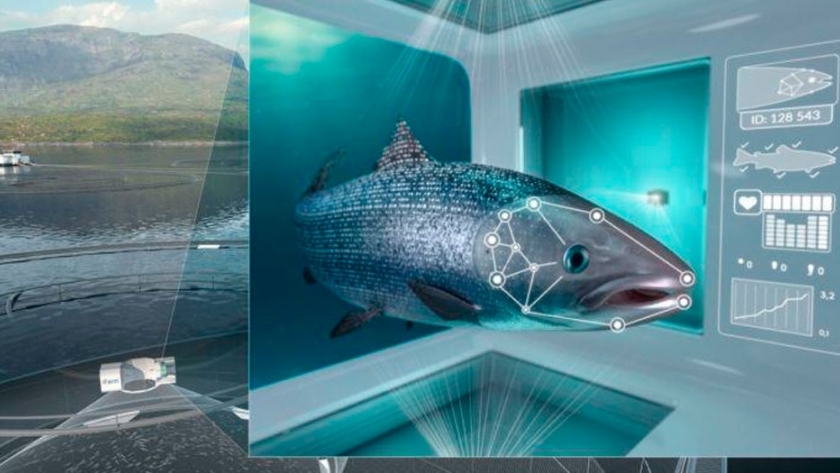Noruega: reconocimiento facial en salmones