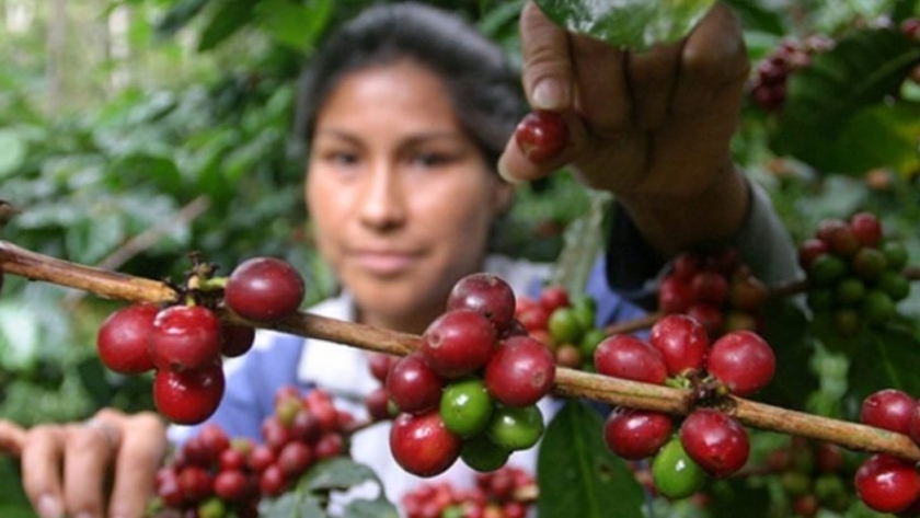 Cafés especiales: se generó compromisos de negocios por US$4.8 millones
