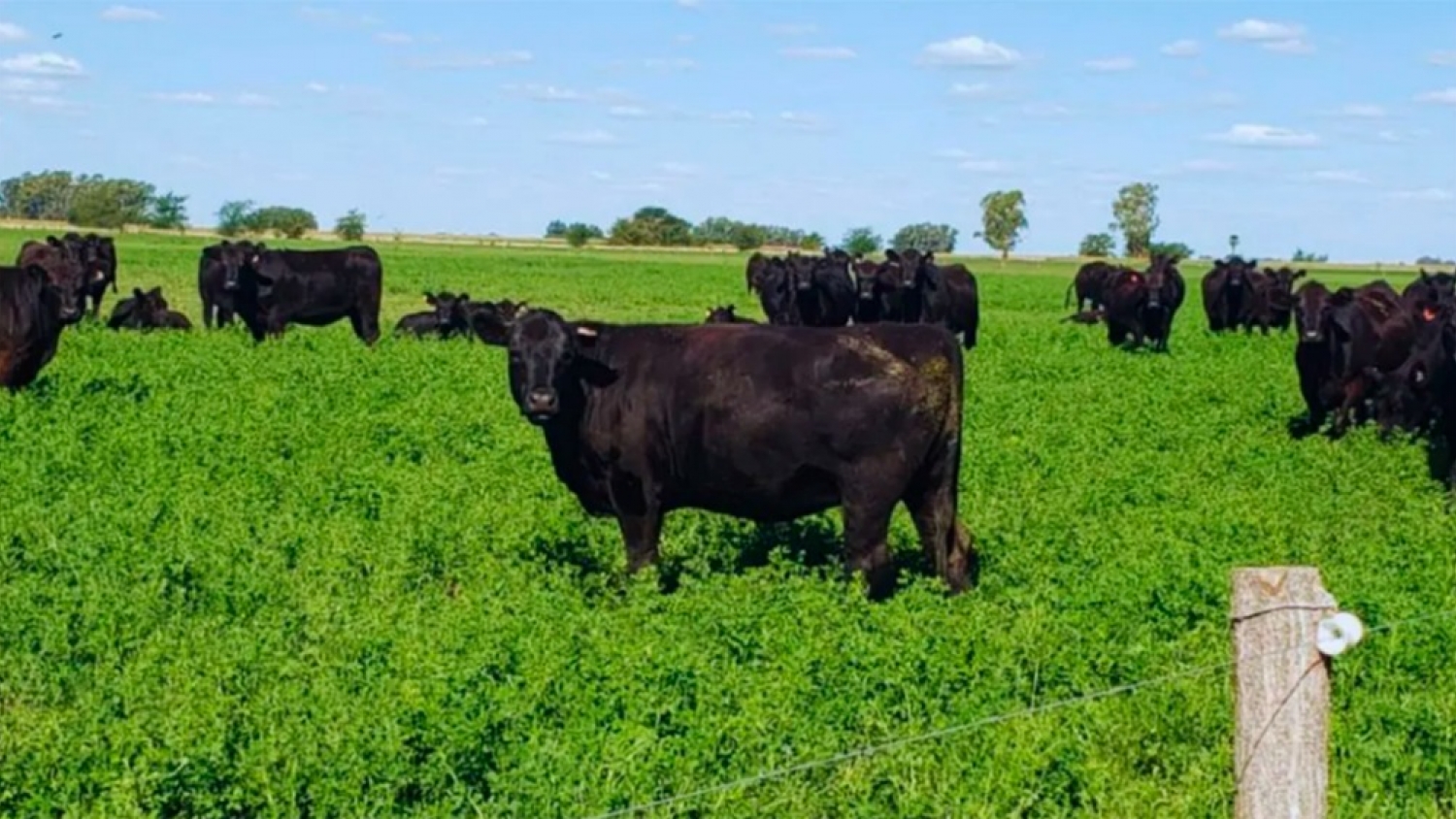 La demanda global de carne magra impulsa una oportunidad para la ganadería argentina en los mercados internacionales