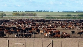 Plena recuperación de la producción de carne de Estados Unidos