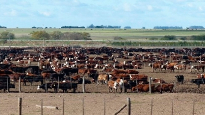 Plena recuperación de la producción de carne de Estados Unidos
