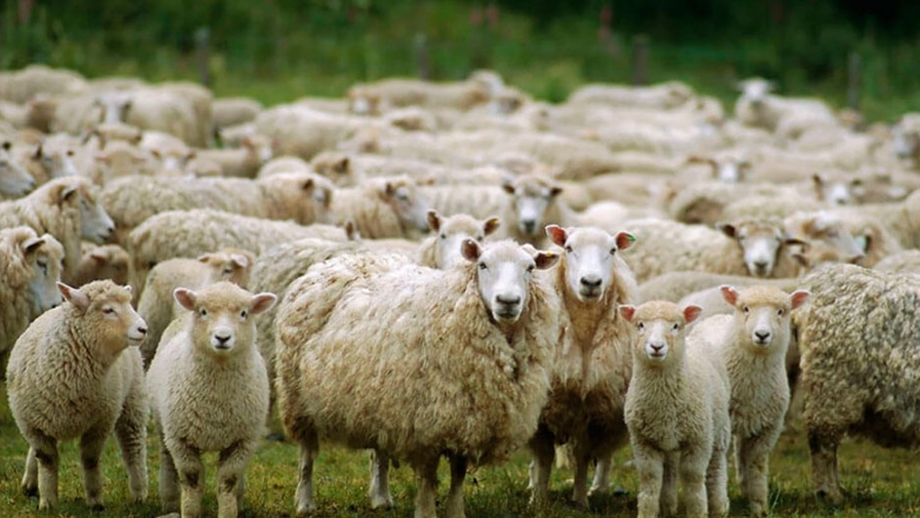 Por primera vez, cuantifican las emisiones de producciones ovinas en la Patagonia
