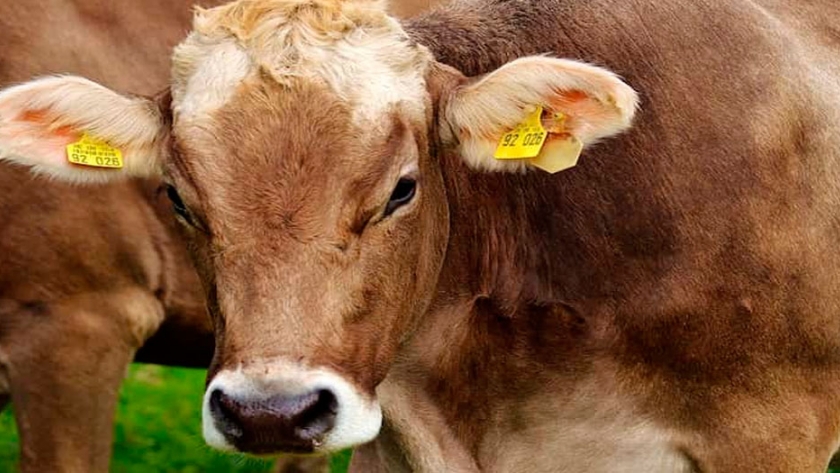 Importar productos y subproductos de origen animal