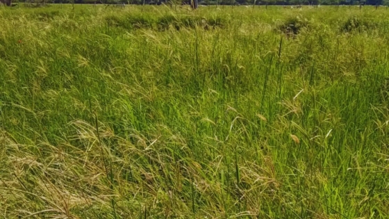 Pasturas megatérmicas: una alternativa clave para la ganadería en Quimilí