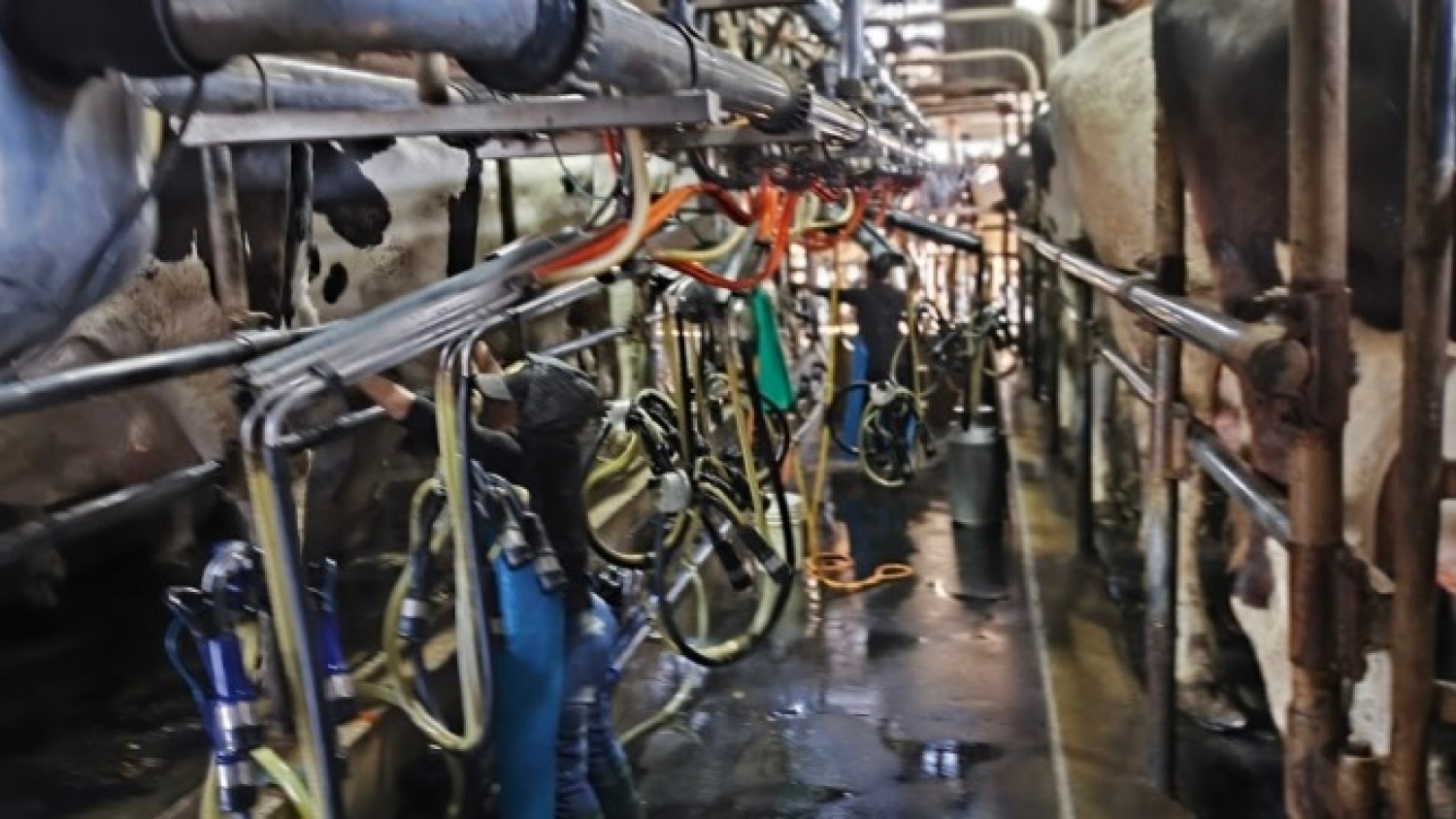 La leche quedó rezagada frente a la inflación y los granos amortiguan la presión sobre los tambos