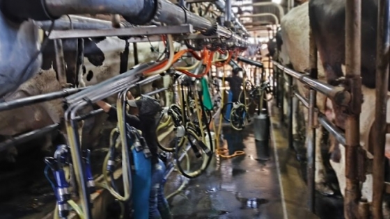 La leche quedó rezagada frente a la inflación y los granos amortiguan la presión sobre los tambos
