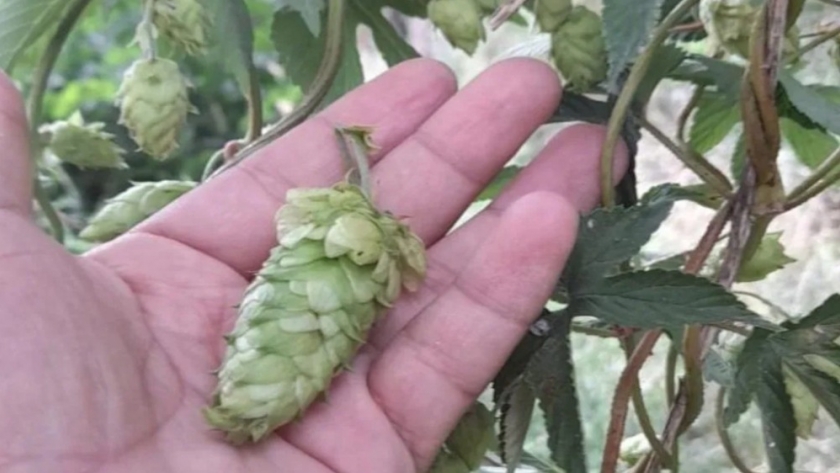 En Tudcum cultivan lúpulo para cerveza