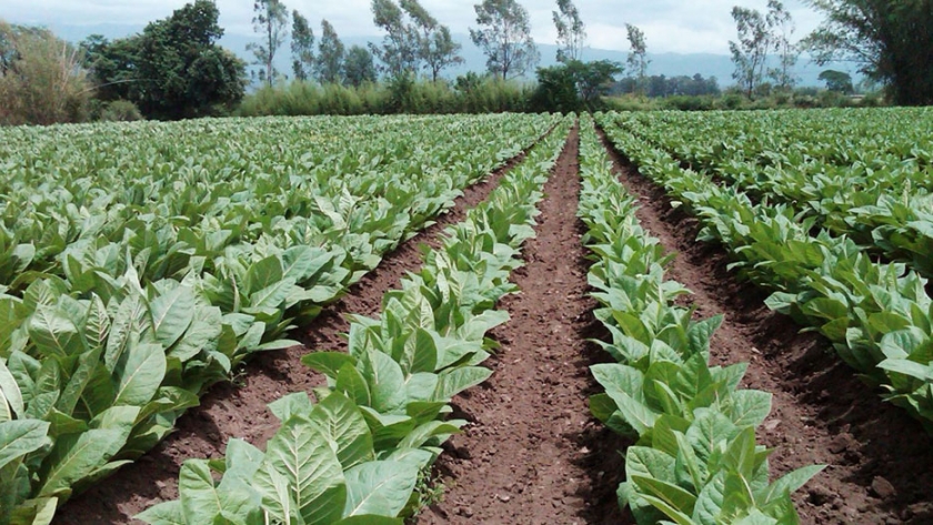 Jujuy apoya el Proyecto de Ley para la transferencia automática del FET