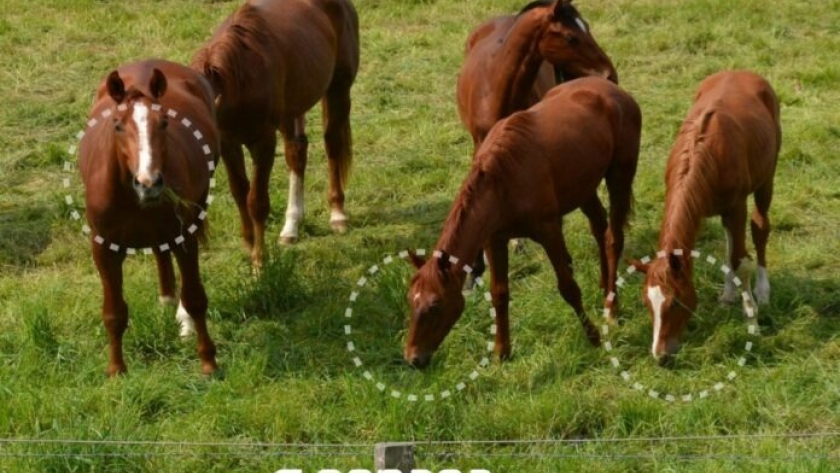 Microchip en caballos rurales: Sistema Realidad gratuito que busca trazabilidad