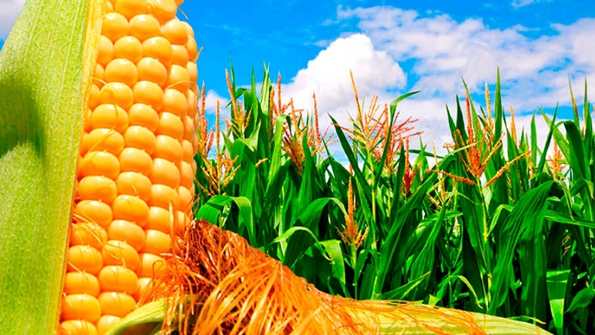 ALZ-Agro: cambios e innovación en la industria