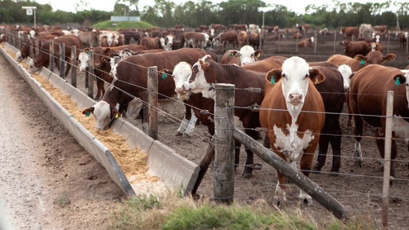 Ganadería intensiva: producir con bienestar y bajo impacto ambiental