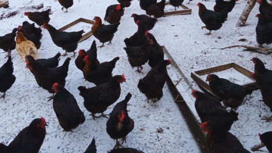 INTA logró duplicar la producción de huevos en invierno con iluminación artificial en la Patagonia