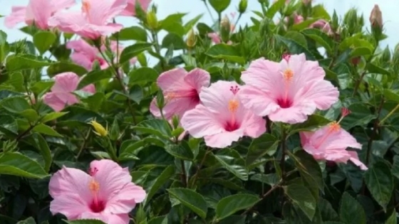 Rosa China (Hibiscus rosa-sinensis): la clásica planta para decorar jardines y veredas