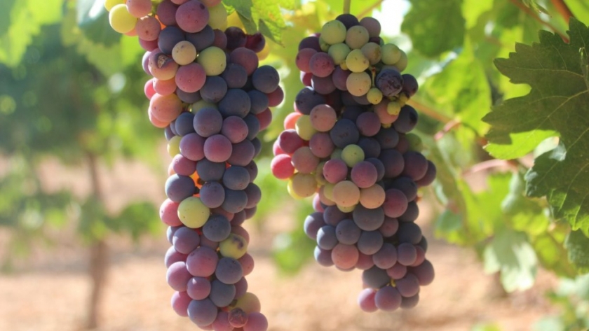 El INTA impulsa 9 nuevas uvas sin semilla y ya exporta tecnología a Australia
