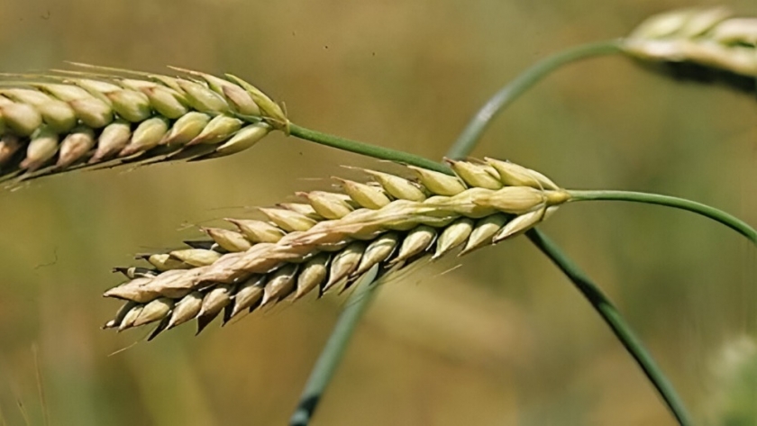 Mejora del trigo tras las lluvias y cierre de la siembra de cebada con aumento de superficie