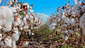 Productores algodoneros cobrarán asistencia económica