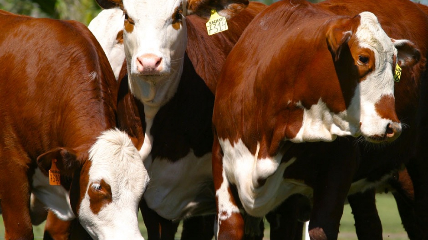 Ganadería en Curuzú Cuatiá: genética y remates récord