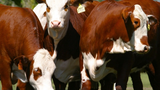 Ganadería en Curuzú Cuatiá: genética y remates récord