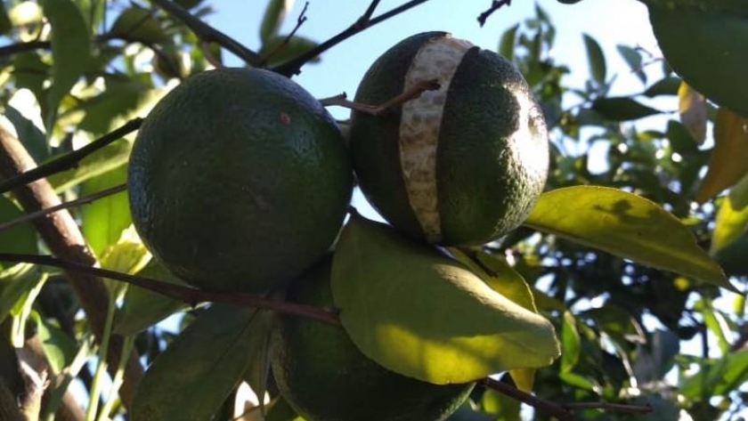 Splitting en cítricos: qué es y cómo manejarlo