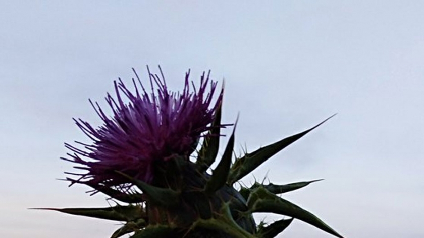 Una forma efectiva de reponer las plantas amenazadas
