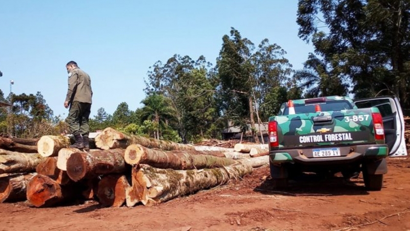 Ecología profundiza controles forestales en zona norte de la provincia
