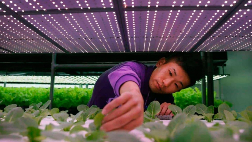 Japón está revolucionando la agricultura sin tierra ni trabajadores