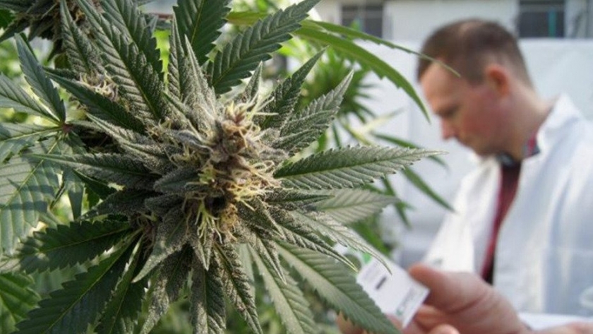 La UNLP ya puede cultivar cannabis con fines científicos